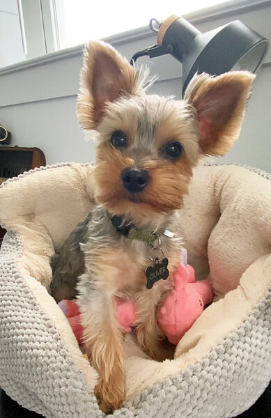 Oliver, our Miniature Yorkshire Terrier counseling mascott